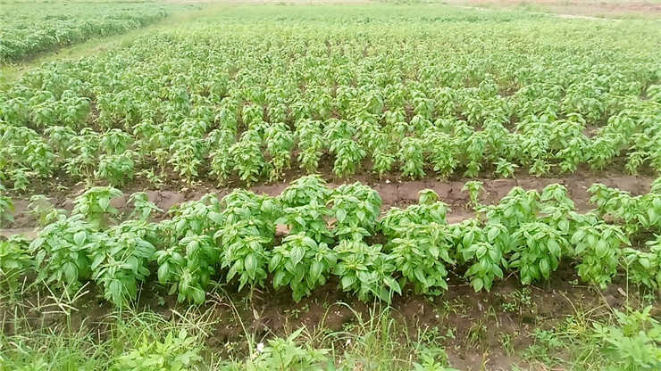 首页- 尊龙集团中国官网入口